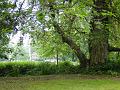 2010-0527-1200_Morden_Hall_Park_11C